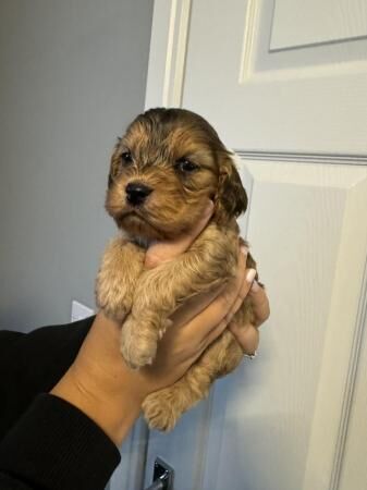 Miniature Cockapoo puppies for sale in New England, Somerset - Image 3