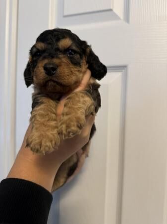 Miniature Cockapoo puppies for sale in New England, Somerset - Image 4