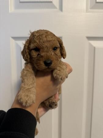 Miniature Cockapoo puppies for sale in New England, Somerset - Image 5