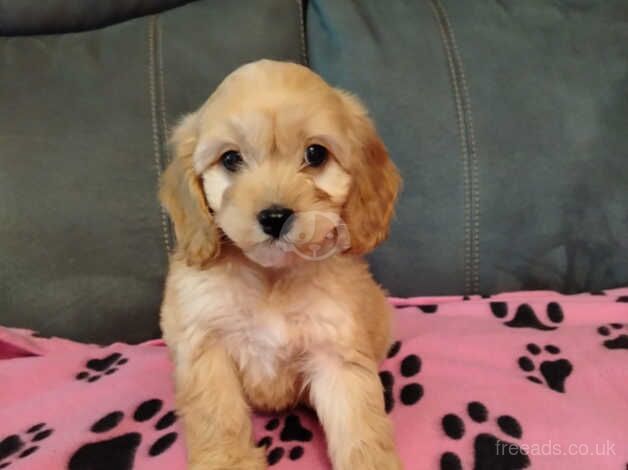 Miniature cockapoo puppy for sale in Newtownabbey, Newtownabbey - Image 1