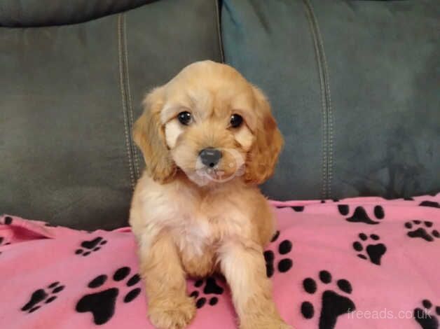 Miniature cockapoo puppy for sale in Newtownabbey, Newtownabbey - Image 2