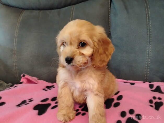 Miniature cockapoo puppy for sale in Newtownabbey, Newtownabbey - Image 3