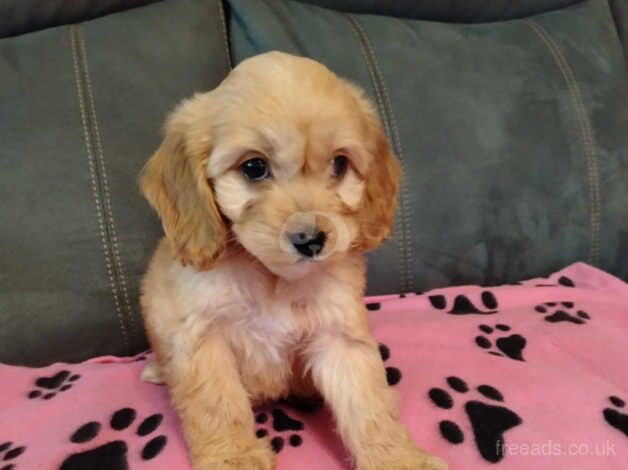 Miniature cockapoo puppy for sale in Newtownabbey, Newtownabbey - Image 4