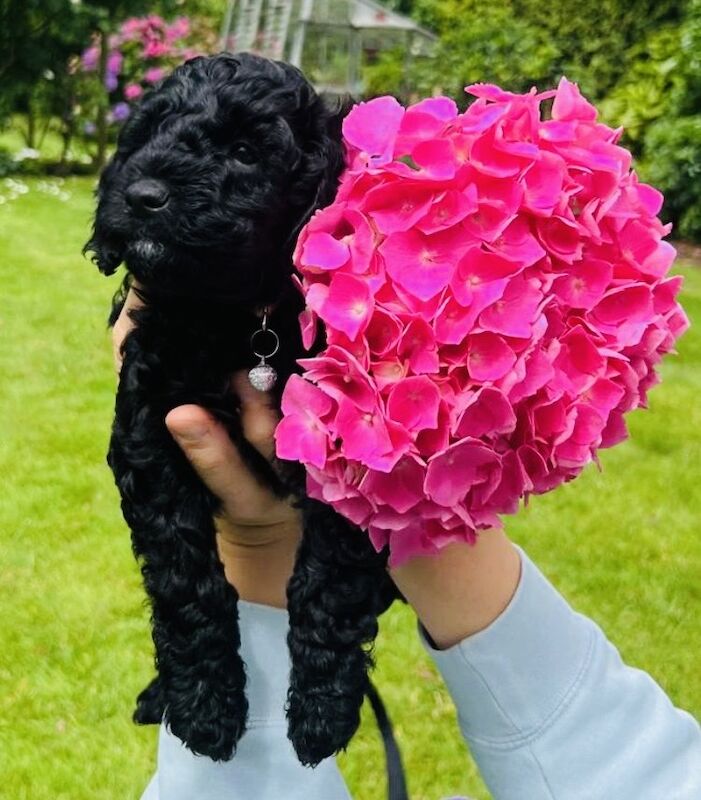 Miniature Cockapoo's for sale in Withernsea, East Riding of Yorkshire