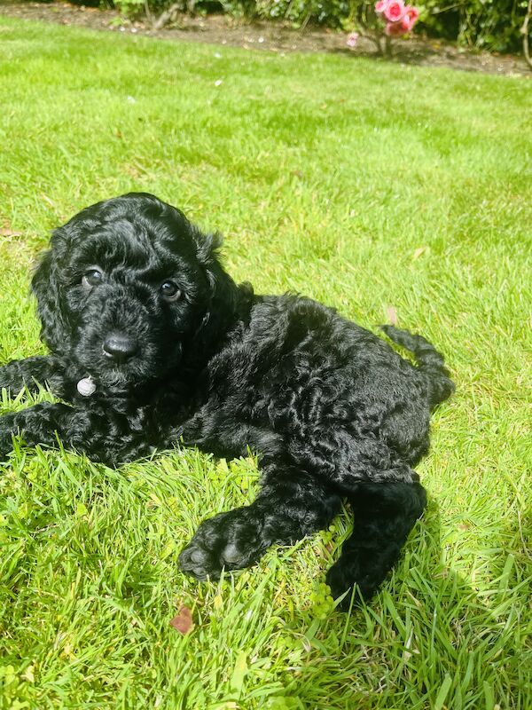 Miniature Cockapoo's for sale in Withernsea, East Riding of Yorkshire - Image 2