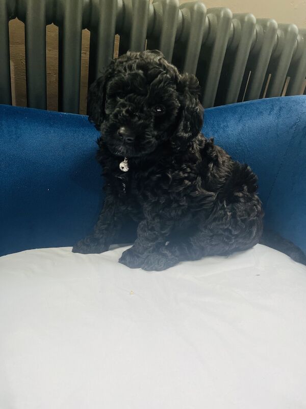 Cockapoo Puppies for sale in East Riding of Yorkshire