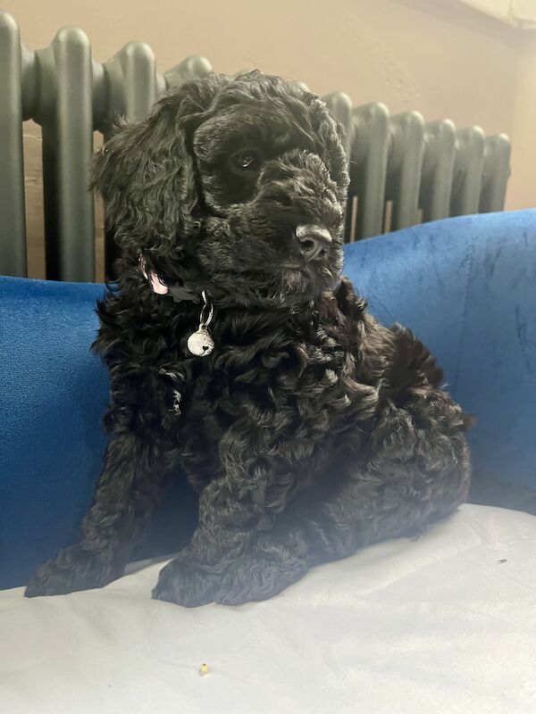 Cockapoo Puppies for sale