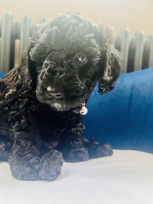 Miniature Cockapoo's for sale in Withernsea, East Riding of Yorkshire - Image 5