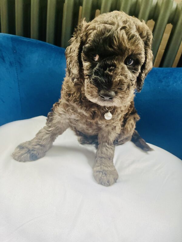 Miniature Cockapoo's for sale in Withernsea, East Riding of Yorkshire - Image 7