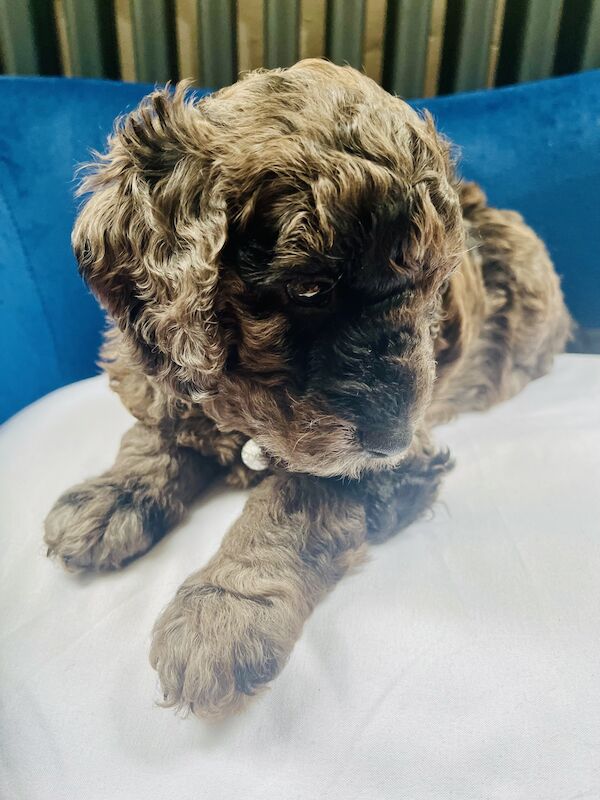 Miniature Cockapoo's for sale in Withernsea, East Riding of Yorkshire - Image 8