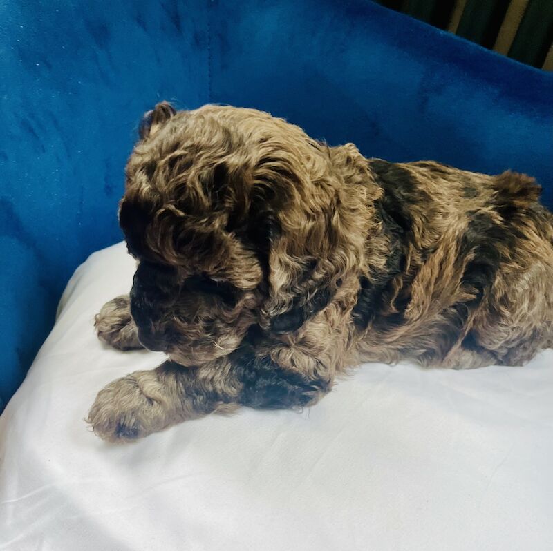 Miniature Cockapoo's for sale in Withernsea, East Riding of Yorkshire - Image 9