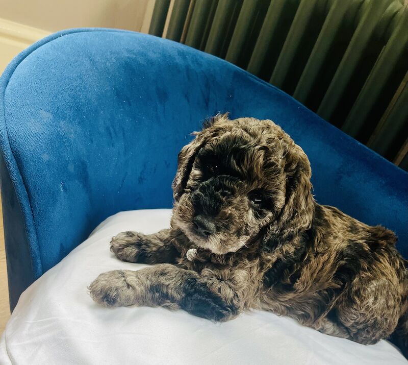 Miniature Cockapoo's for sale in Withernsea, East Riding of Yorkshire - Image 10