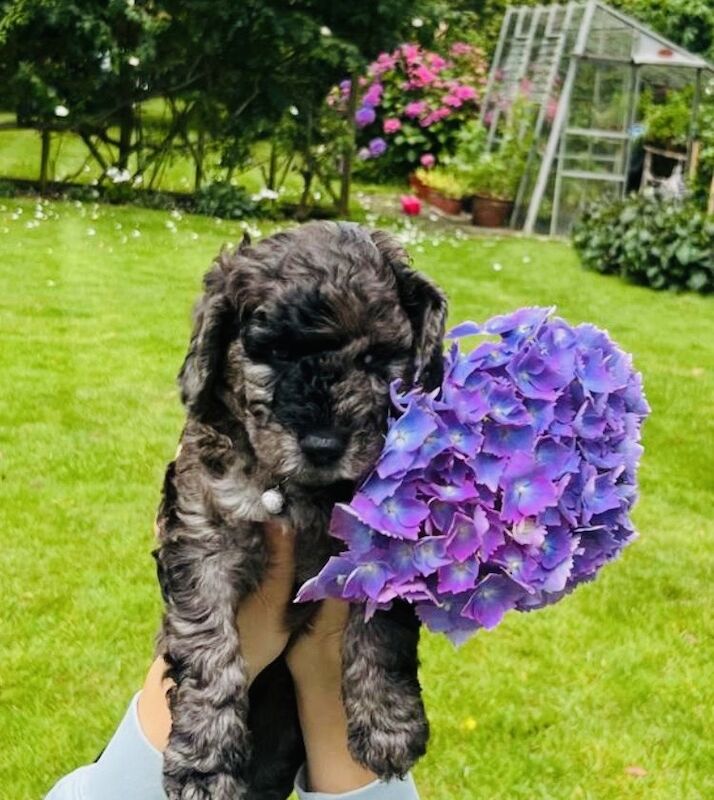 Miniature Cockapoo's for sale in Withernsea, East Riding of Yorkshire - Image 11