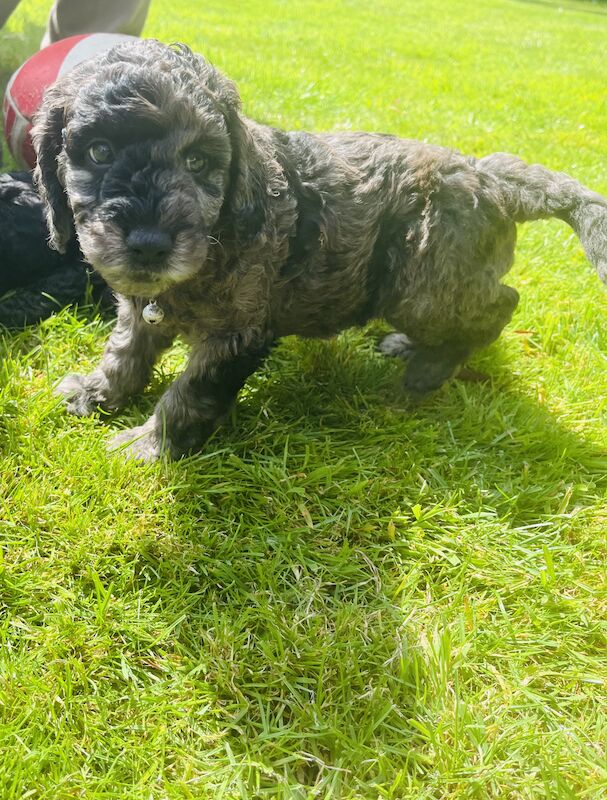 Miniature Cockapoo's for sale in Withernsea, East Riding of Yorkshire - Image 12