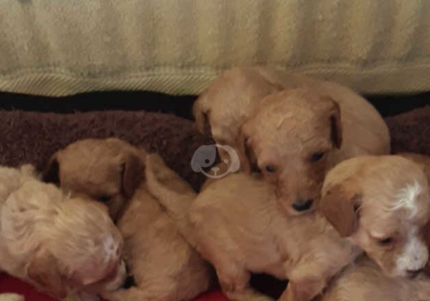 Miniature cockapoos for sale in Salisbury, Wiltshire