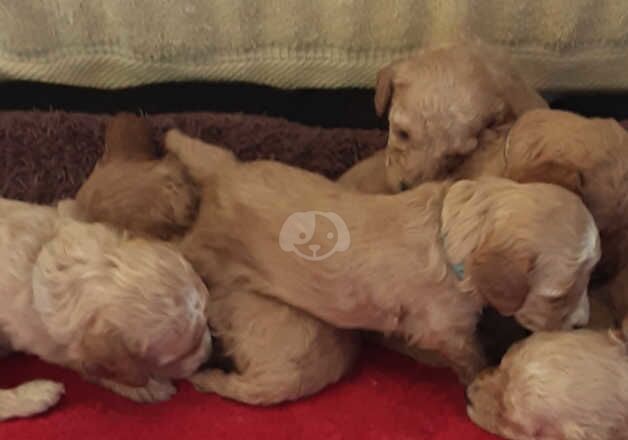 Miniature cockapoos for sale in Salisbury, Wiltshire - Image 2