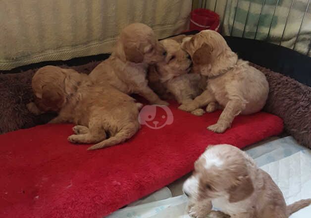 Cockapoo Puppies for sale in Wiltshire