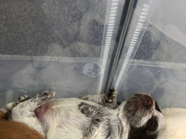 Miniature F2 cockapoos (3 already reserved) for sale in Darlington, County Durham - Image 4