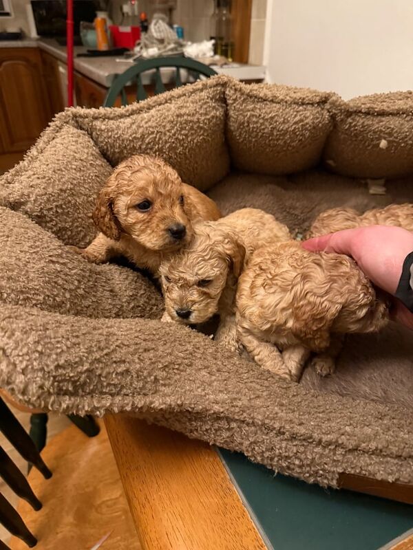 Cockapoo Puppies For Sale Under £1,000