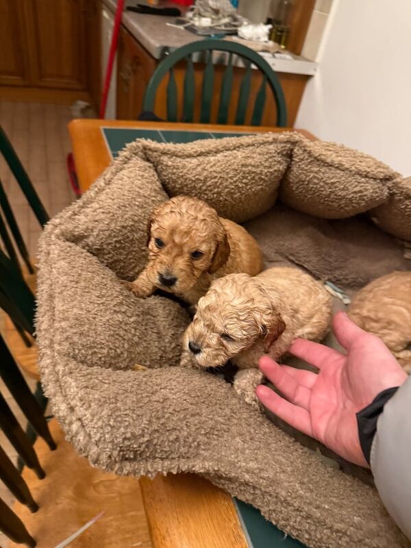 Miniature F2 cockapoos puppies for sale in Enniskillen, County Fermanagh - Image 2