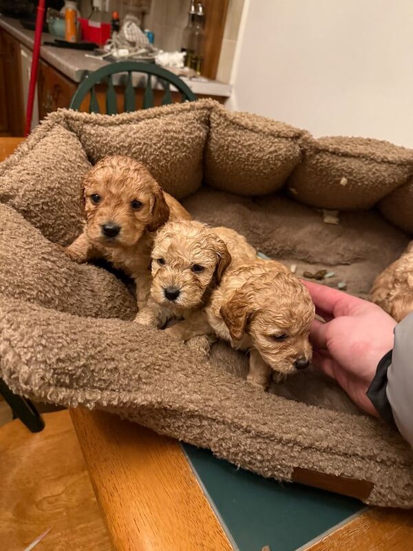 Miniature F2 cockapoos puppies for sale in Enniskillen, County Fermanagh - Image 3