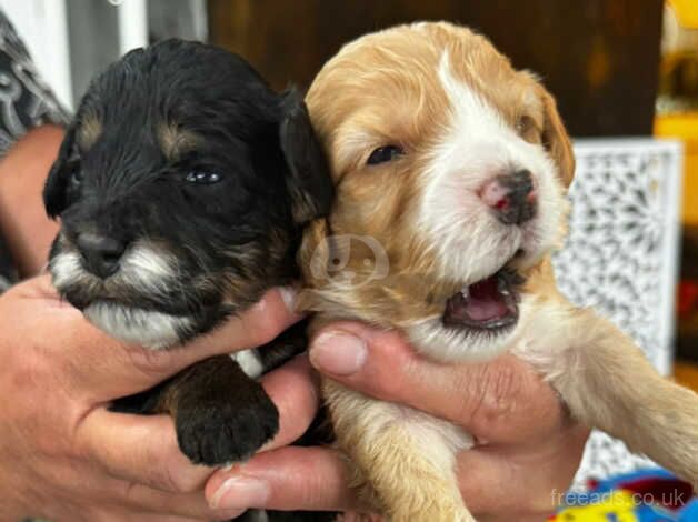 Mix coloured cockerpoos for sale in Cowes, Isle of Wight