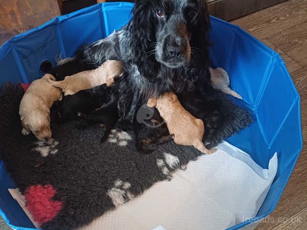 Mix coloured cockerpoos for sale in Cowes, Isle of Wight - Image 2