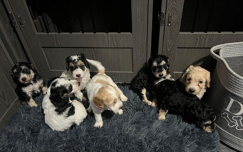 Ready Now Lovely Mixed Coloured Cockapoo Puppies for sale in Southampton, Hampshire