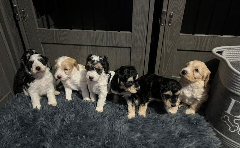 Ready Now Lovely Mixed Coloured Cockapoo Puppies for sale in Southampton, Hampshire - Image 3