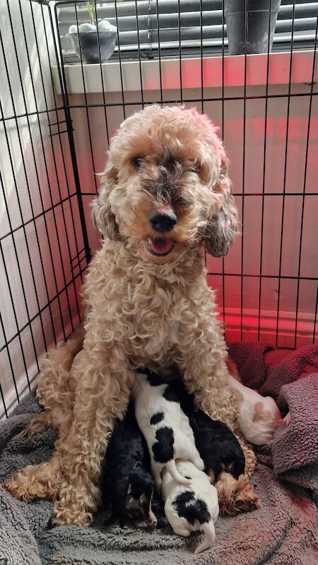 Ready Now Lovely Mixed Coloured Cockapoo Puppies for sale in Southampton, Hampshire - Image 4