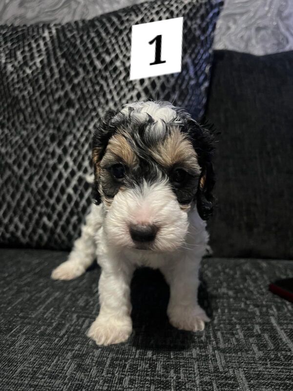 Ready Now Lovely Mixed Coloured Cockapoo Puppies for sale in Southampton, Hampshire - Image 5