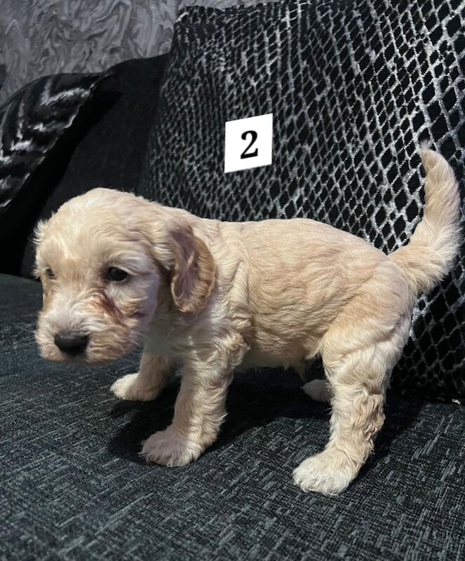 Ready Now Lovely Mixed Coloured Cockapoo Puppies for sale in Southampton, Hampshire - Image 6