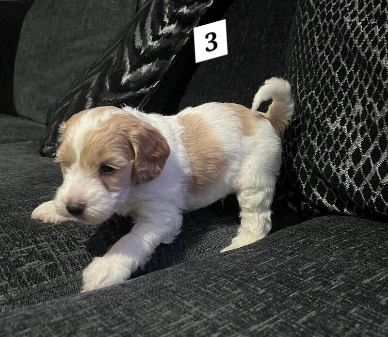 Ready Now Lovely Mixed Coloured Cockapoo Puppies for sale in Southampton, Hampshire - Image 7