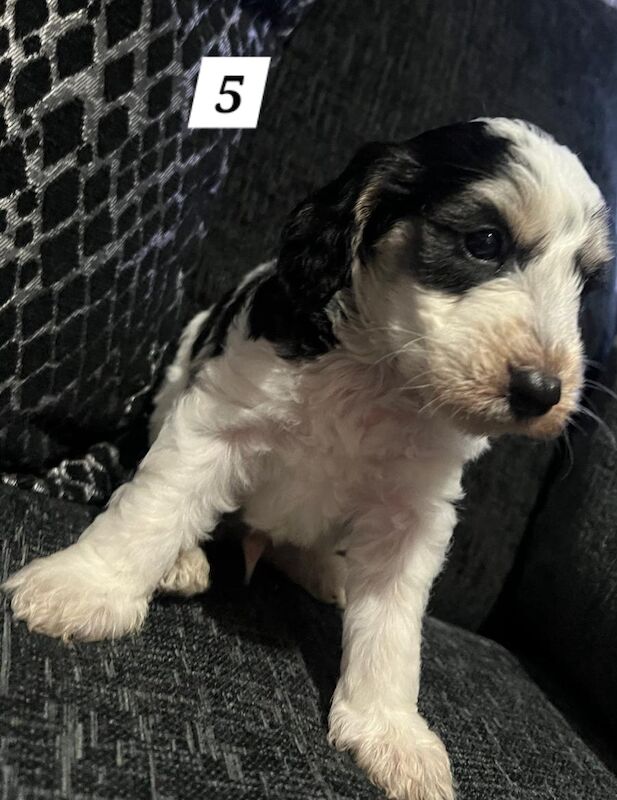 Ready Now Lovely Mixed Coloured Cockapoo Puppies for sale in Southampton, Hampshire - Image 9