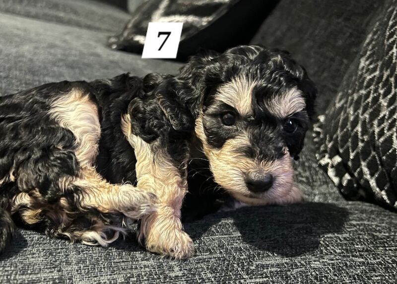 Ready Now Lovely Mixed Coloured Cockapoo Puppies for sale in Southampton, Hampshire - Image 11