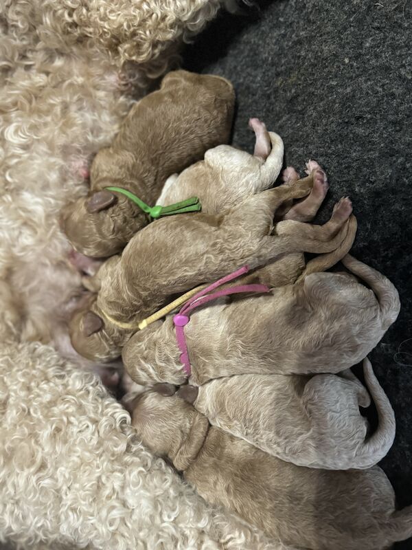 Mixed colours cockapoos. Extensively DNA health tested. for sale in Droitwich, Worcestershire