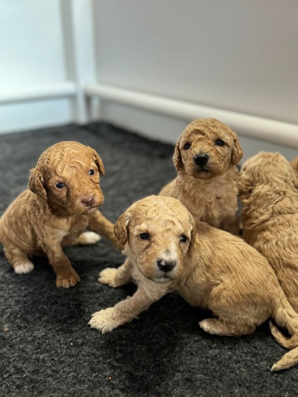 Mixed colours cockapoos. Extensively DNA health tested. for sale in Droitwich, Worcestershire - Image 1