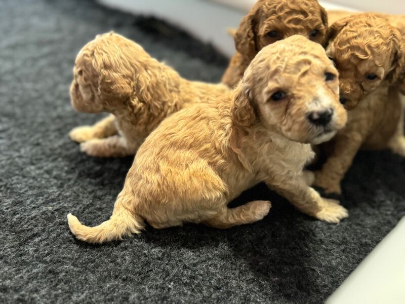 Cockapoos for sale in Droitwich, Worcestershire