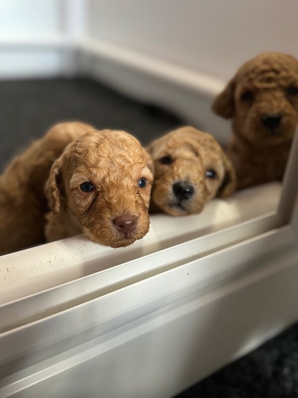 Mixed colours cockapoos. Extensively DNA health tested. for sale in Droitwich, Worcestershire - Image 3