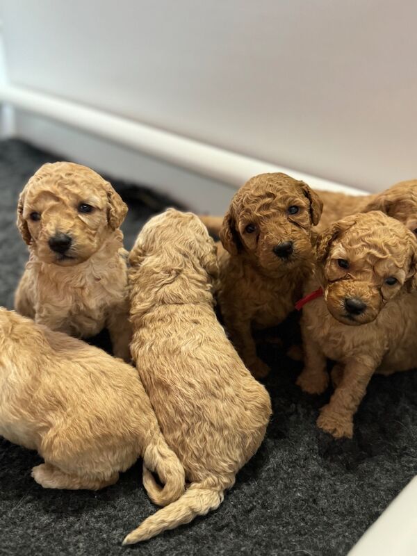 Mixed colours cockapoos. Extensively DNA health tested. for sale in Droitwich, Worcestershire - Image 4