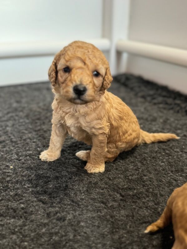 Mixed colours cockapoos. Extensively DNA health tested. for sale in Droitwich, Worcestershire - Image 5