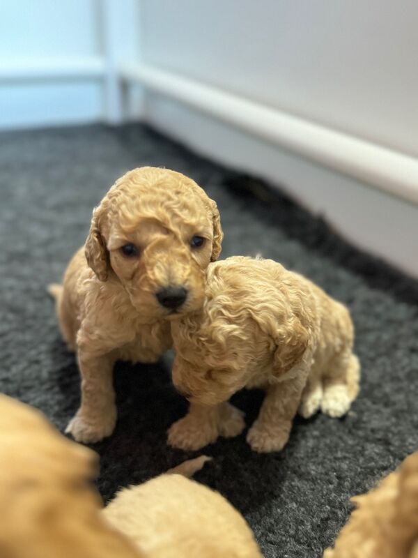 Mixed colours cockapoos. Extensively DNA health tested. for sale in Droitwich, Worcestershire - Image 6