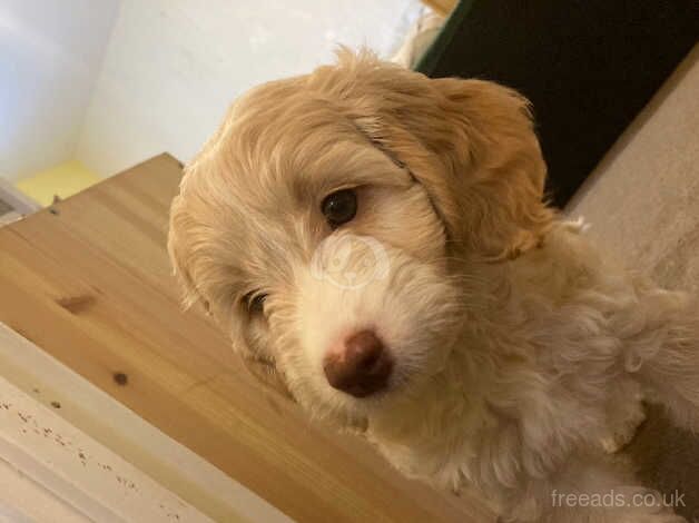 Cockapoo Puppies for sale