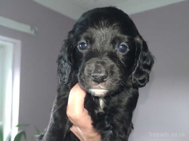 My full chocolate Cockapoo has had the most beautiful pups ever for sale in Caerphilly/Caerffil, Caerphilly - Image 3