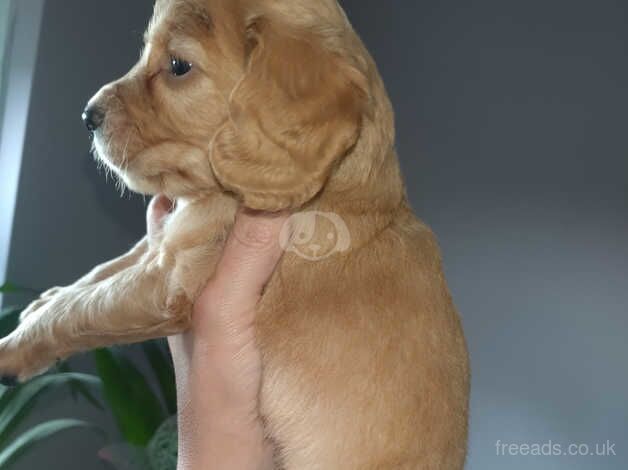 My full chocolate Cockapoo has had the most beautiful pups ever for sale in Caerphilly/Caerffil, Caerphilly - Image 4