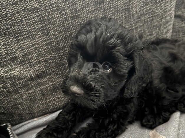 My LAST STUNNING BLACK F1B TOY COCKAPOO PUPPY for sale in Wrexham/Wrecsam, Wrexham