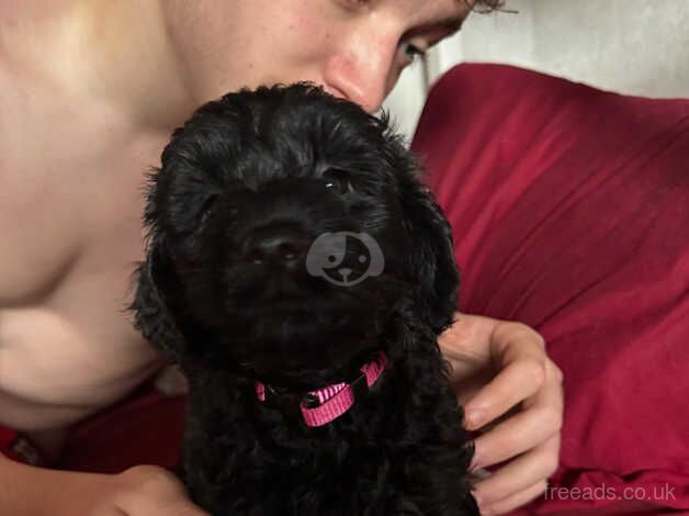 My LAST STUNNING BLACK F1B TOY COCKAPOO PUPPY for sale in Wrexham/Wrecsam, Wrexham - Image 2