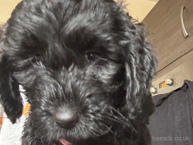 My LAST STUNNING BLACK F1B TOY COCKAPOO PUPPY for sale in Wrexham/Wrecsam, Wrexham - Image 3