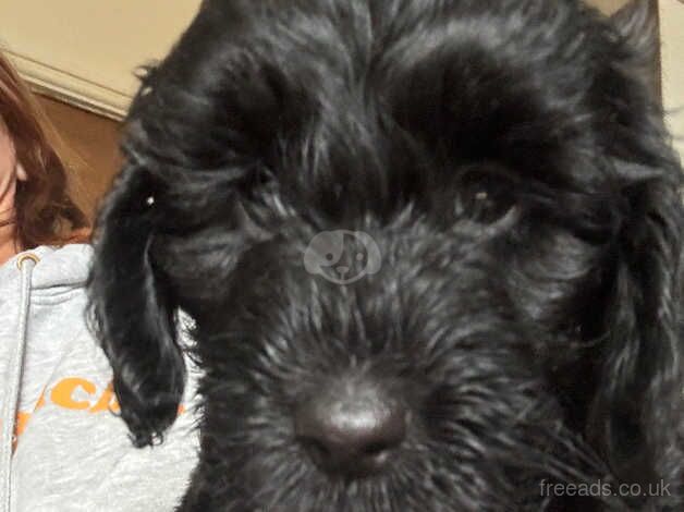 My LAST STUNNING BLACK F1B TOY COCKAPOO PUPPY for sale in Wrexham/Wrecsam, Wrexham - Image 4