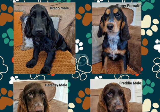 Older Cockapoo's for sale in Bedford, Bedfordshire